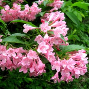 Вейгела цветущая «Розеа» в Балашове