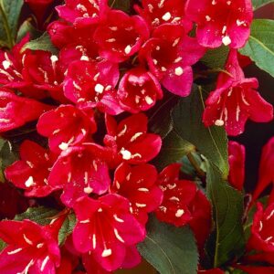 Вейгела цветущая «Ред Принц» в Балашове