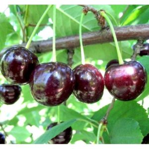 Саженцы вишни — Чудо-вишня в Балашове
