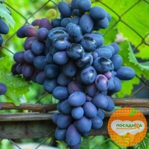 Ароматный и сладкий виноград «Августа» в Балашове