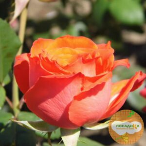 Роза Чайно-Гибридная Анжелика в Балашове