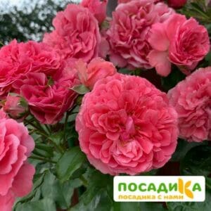 Роза плетистая Розариум Ютерзен в Балашове
